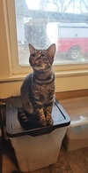 Tiger - Photo 4
