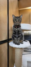 Tiger - Photo 3