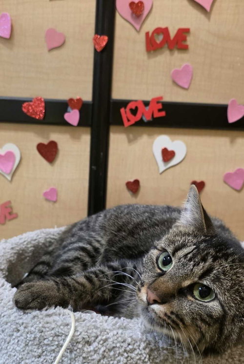 TIGER - Domestic Short Hair available for adoption