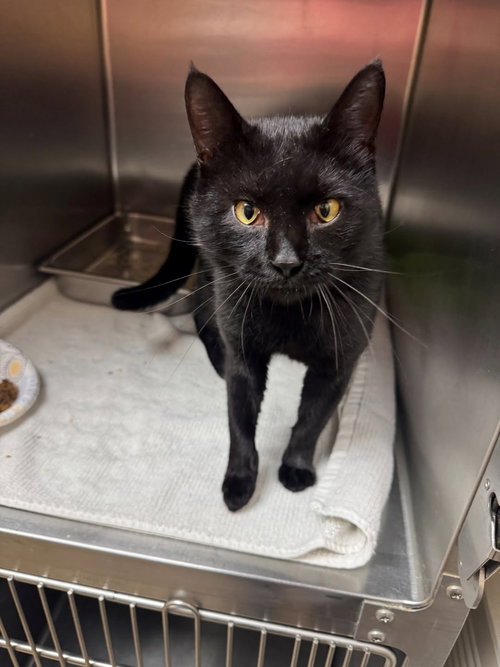Mick, Domestic Short Hair / Mixed, cat for adoption in Hurst, Texas