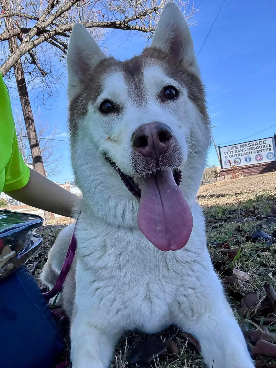 Sasha - Husky