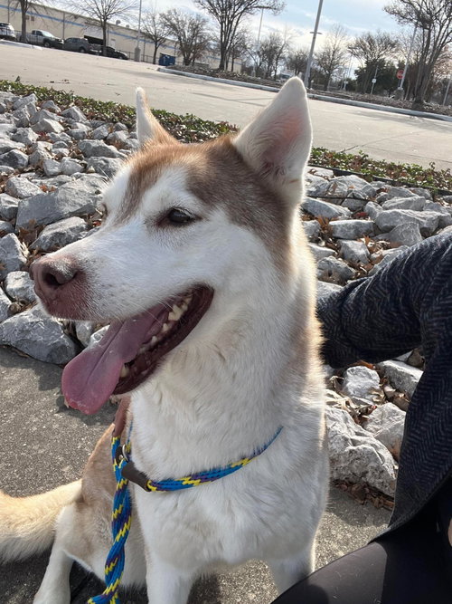 Sasha photo 6