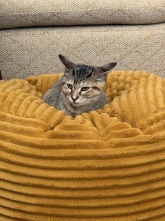 Samantha Image