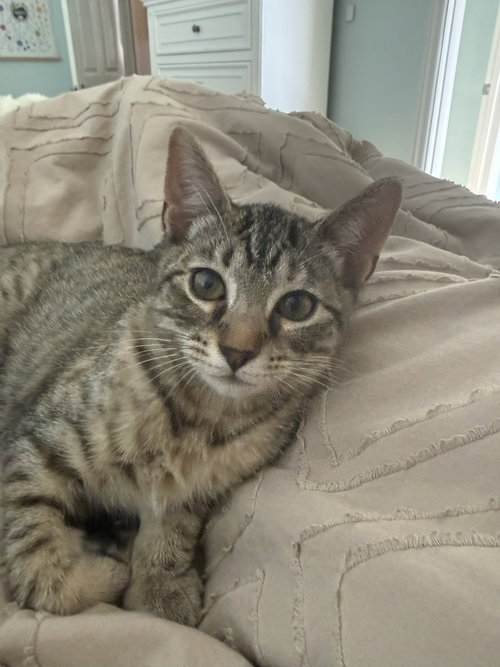 LIZETTE - Domestic Short Hair available for adoption