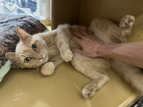 Cupcake, Adult British Shorthair / Mixed, cat for adoption in Hurst, Texas
