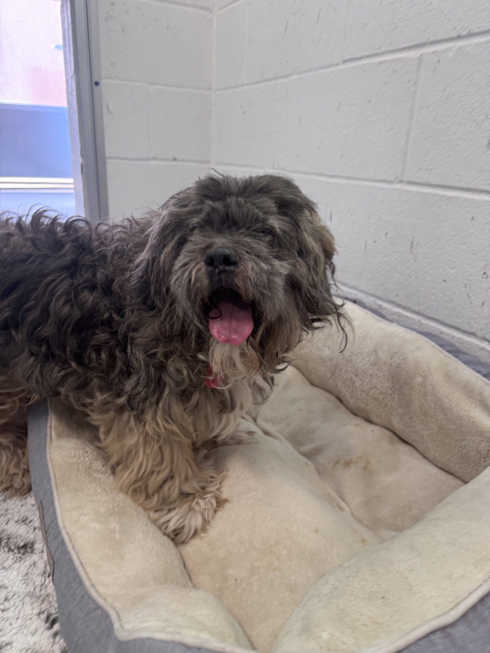 Noel **Rescue ONLY** Image