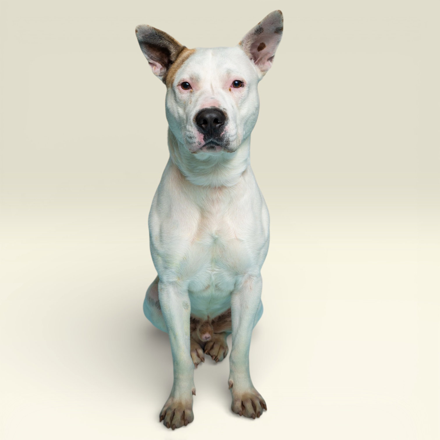 Bandit Image