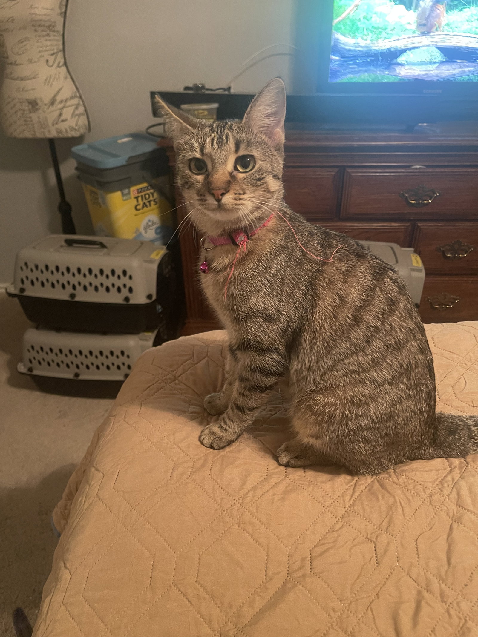 Nala Image
