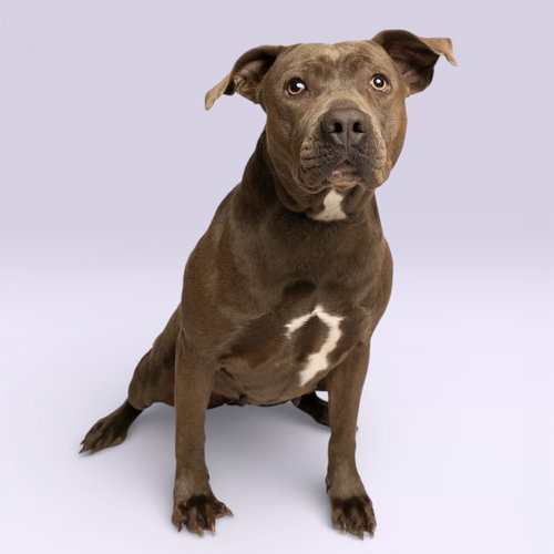 Mena, an adoptable American Pit Bull Terrier in Rowlett, TX