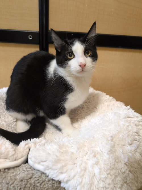 HERSEY - Domestic Medium Hair available for adoption