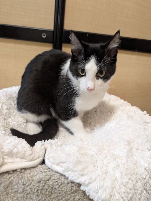 HERSEY - Domestic Medium Hair available for adoption