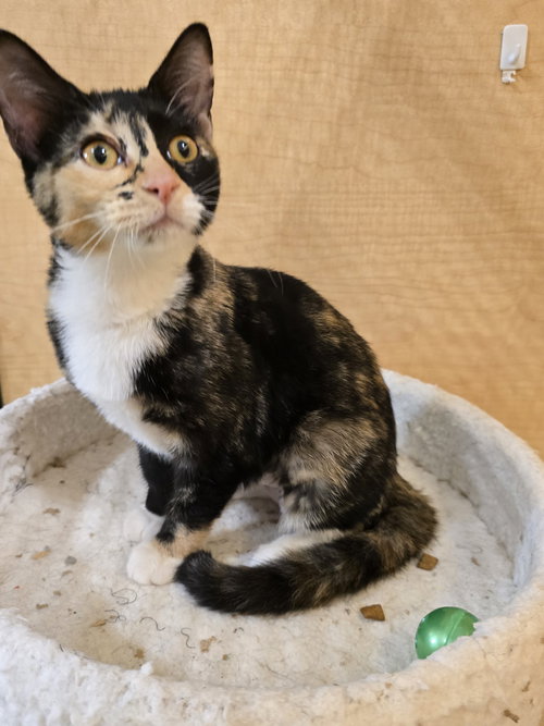 ORCHID - Domestic Short Hair available for adoption