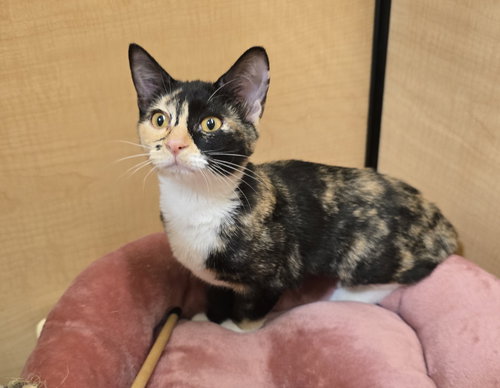ORCHID - Domestic Short Hair available for adoption