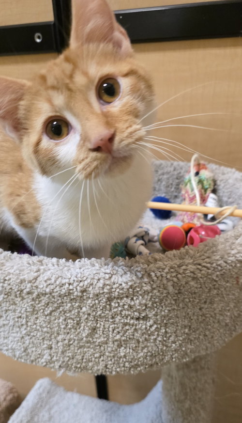 OZZIE - Domestic Short Hair available for adoption