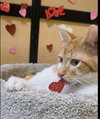 Ozzie - Photo 2