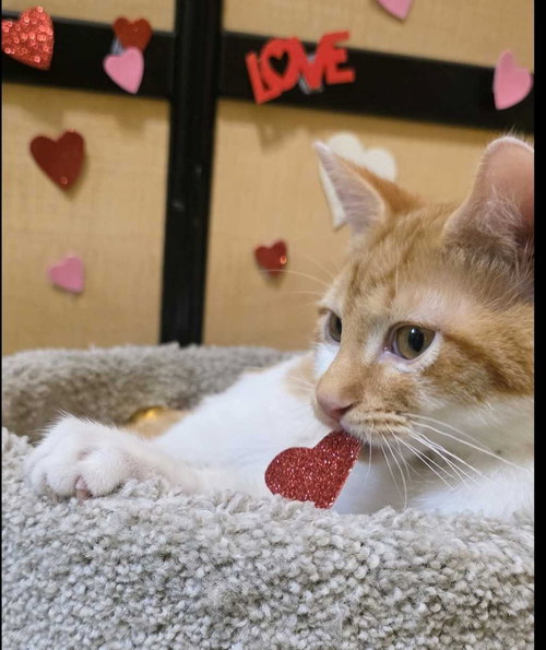 OZZIE - Domestic Short Hair available for adoption