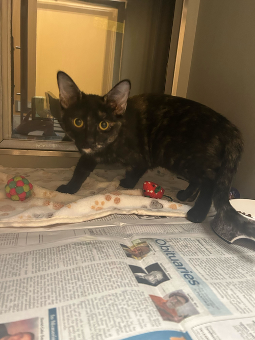 TARA - Domestic Short Hair available for adoption