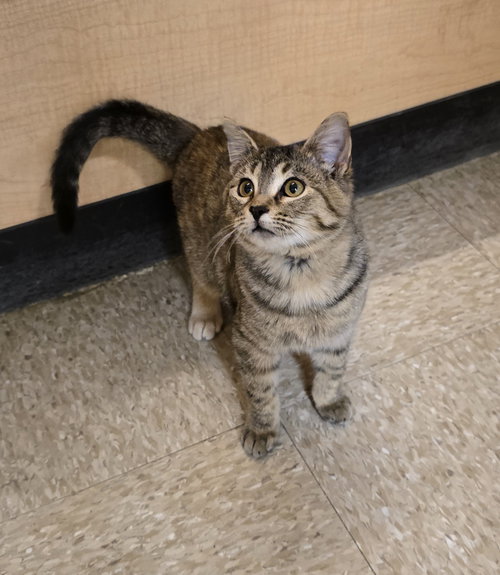 DARCY - Domestic Short Hair available for adoption