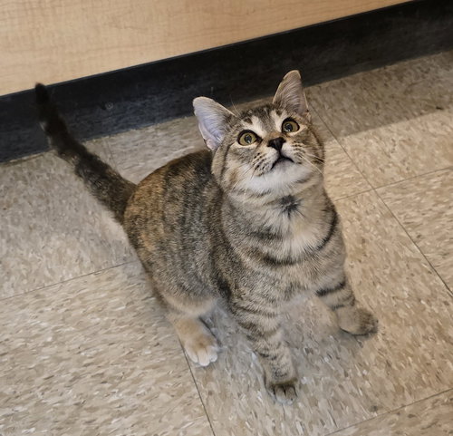 DARCY - Domestic Short Hair available for adoption
