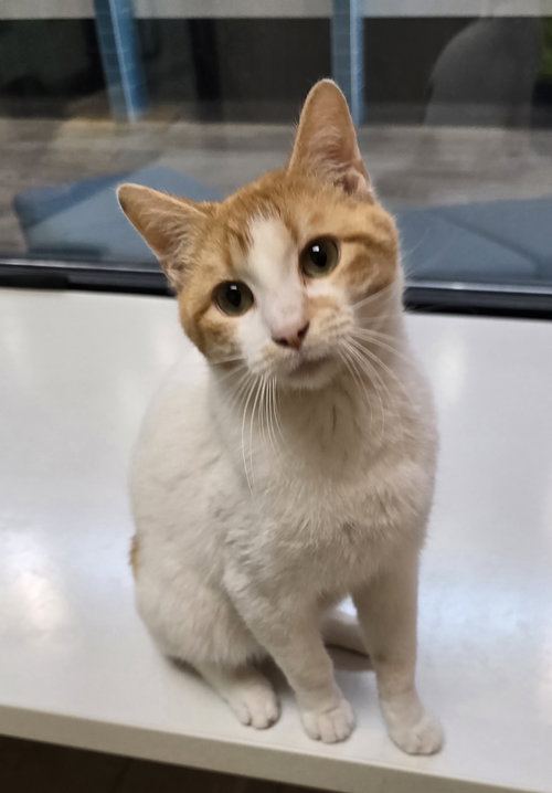GANDALF - Domestic Short Hair available for adoption