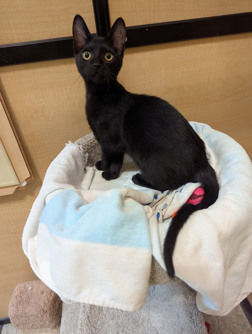 JULIAN - Domestic Short Hair available for adoption