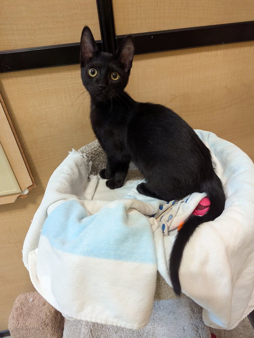 JULIAN - Domestic Short Hair available for adoption