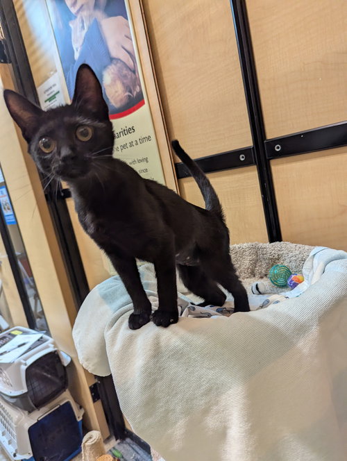 JULIET - Domestic Short Hair available for adoption