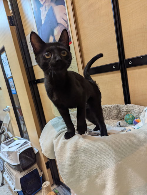 JULIET - Domestic Short Hair available for adoption