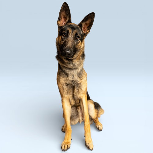 HUNTER - German Shepherd Dog available for adoption