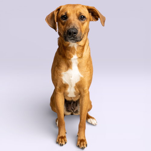 HONEY BISCUIT - Rhodesian Ridgeback available for adoption