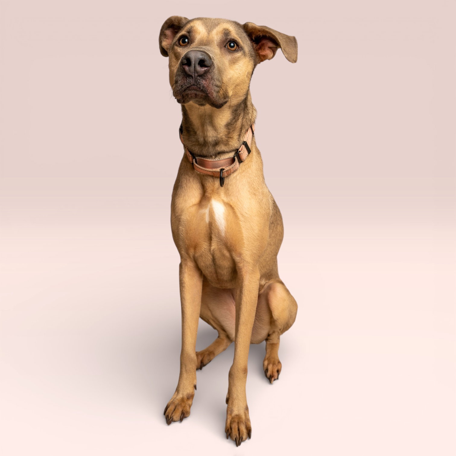 Nala Image