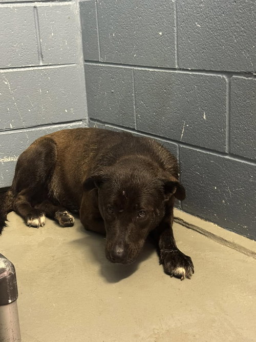 Benny, an adoptable Pit Bull Terrier in Rowlett, TX