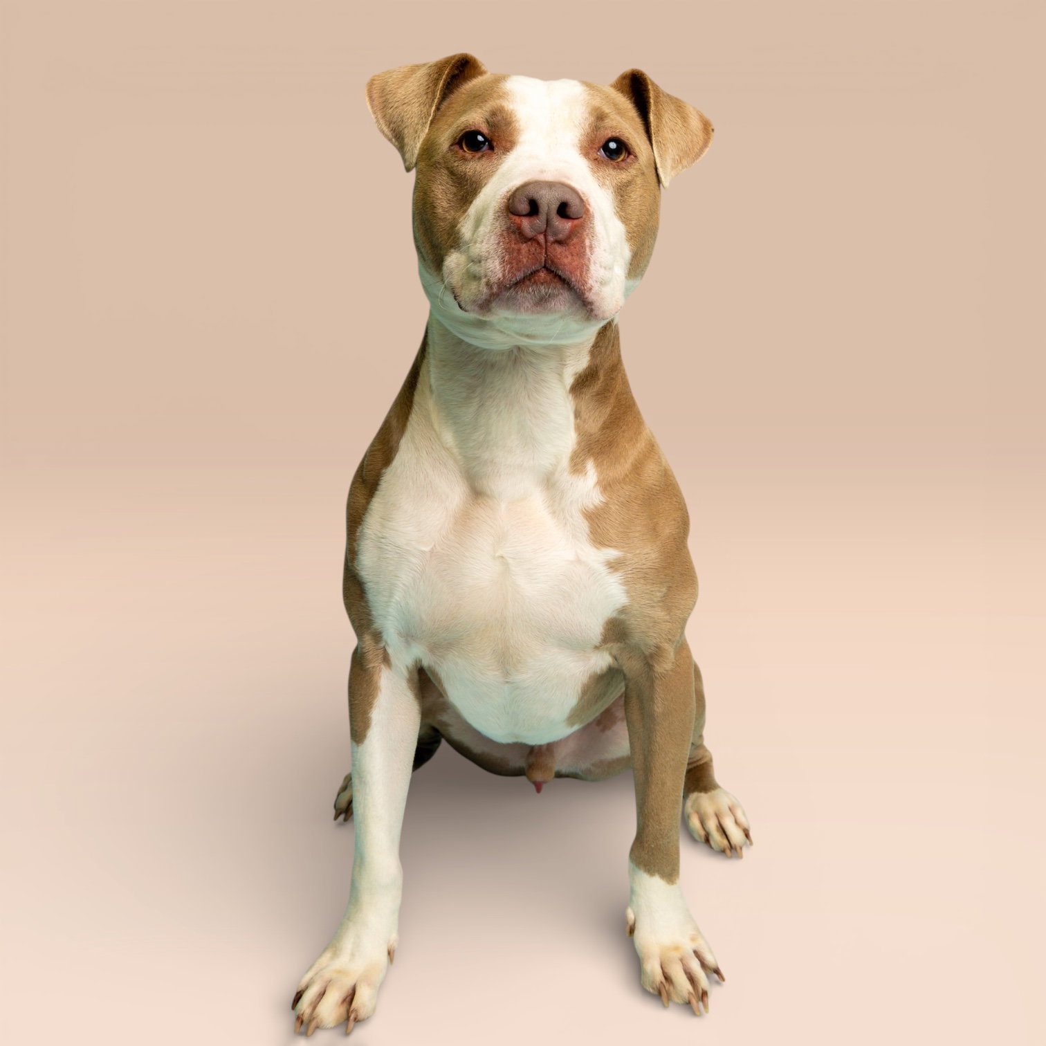 Zeus Image