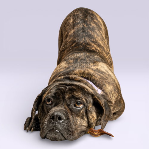 KALI AKA DIAMOND *RESCUE ONLY* - Cane Corso Mastiff for adoption in Mesquite