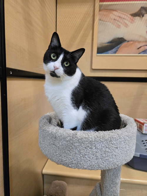 Katarina, Adult Domestic Short Hair / Mixed, cat for adoption in Wylie, Texas