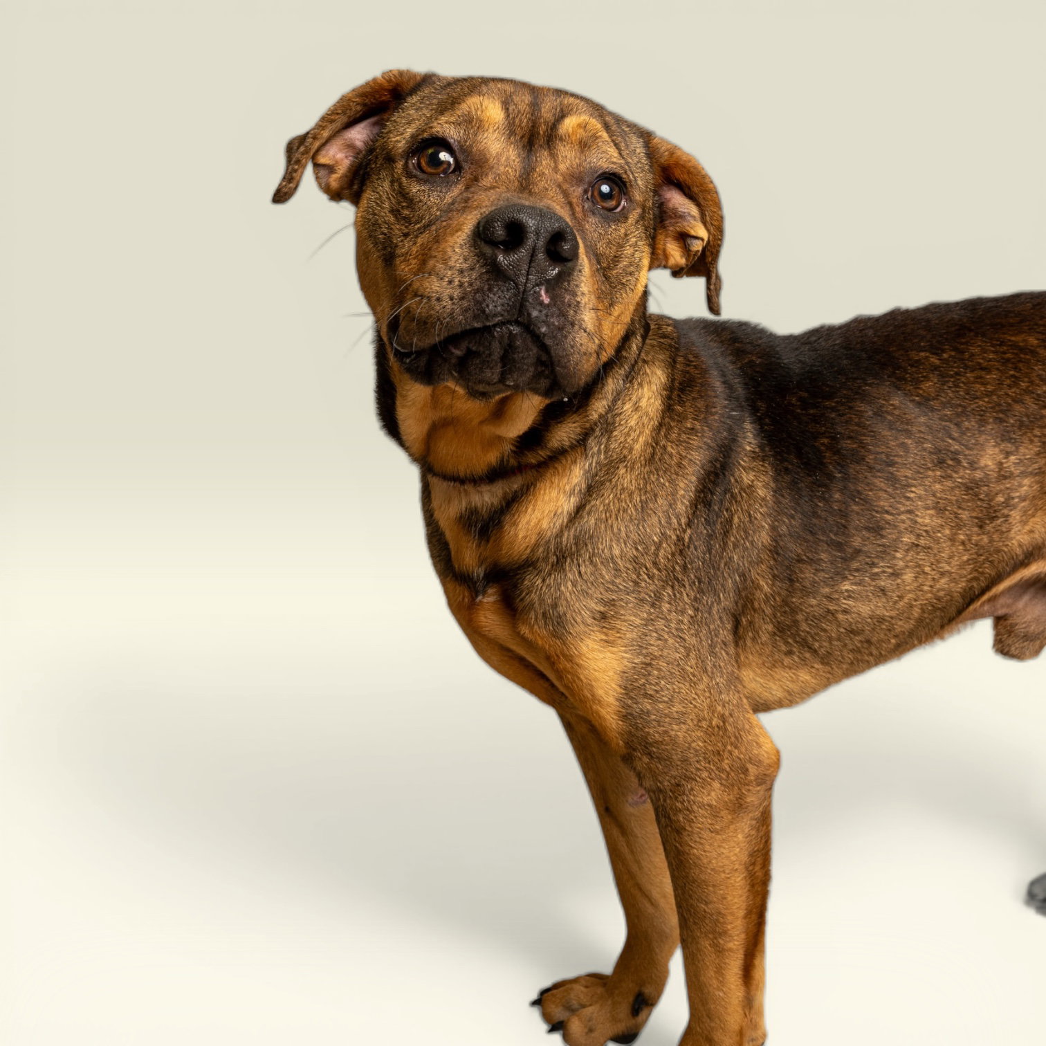 Murphy Image