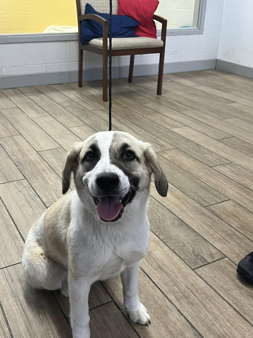 Rosemary, an adoptable Great Pyrenees in Rowlett, TX