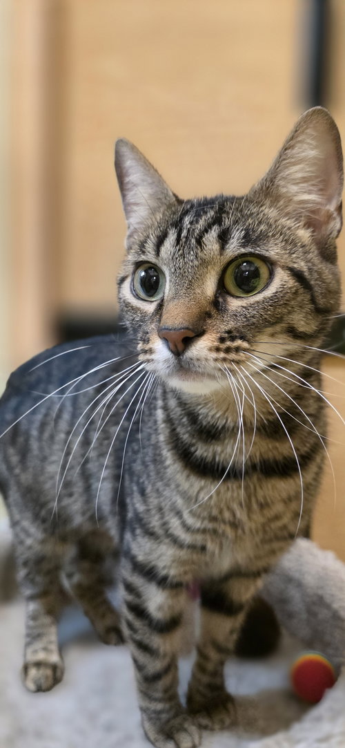 Bubblegum, Adult Domestic Short Hair / Mixed, cat for adoption in Hurst, Texas