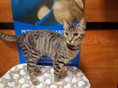 Bubblegum, Adult Domestic Short Hair / Mixed, cat for adoption in Rowlett, Texas