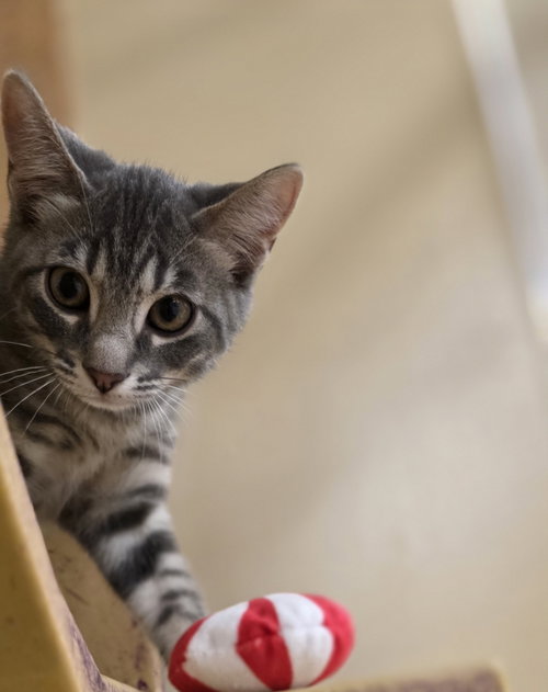 COTTON CANDY - Domestic Short Hair available for adoption