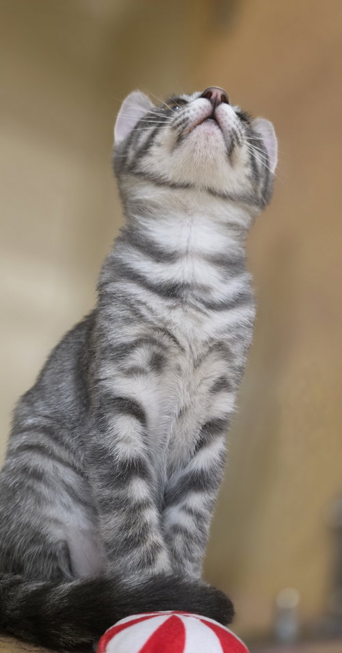COTTON CANDY - Domestic Short Hair available for adoption