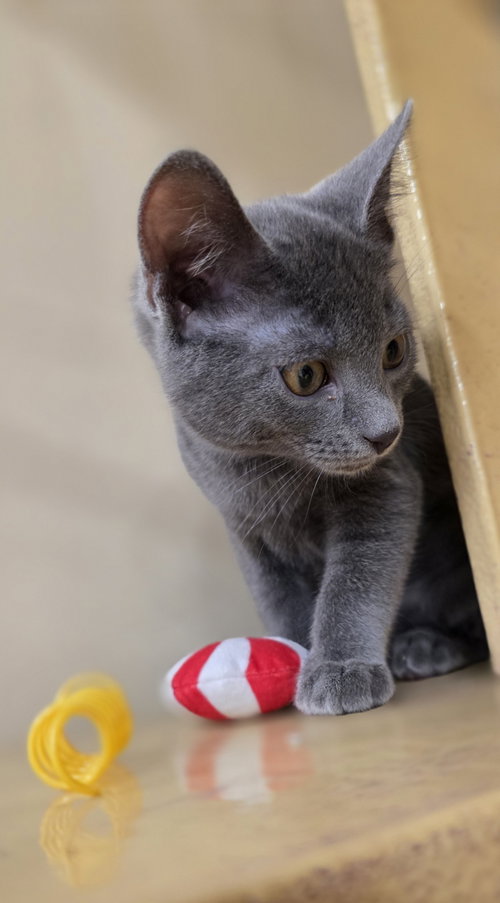 GUMDROP - Domestic Short Hair available for adoption