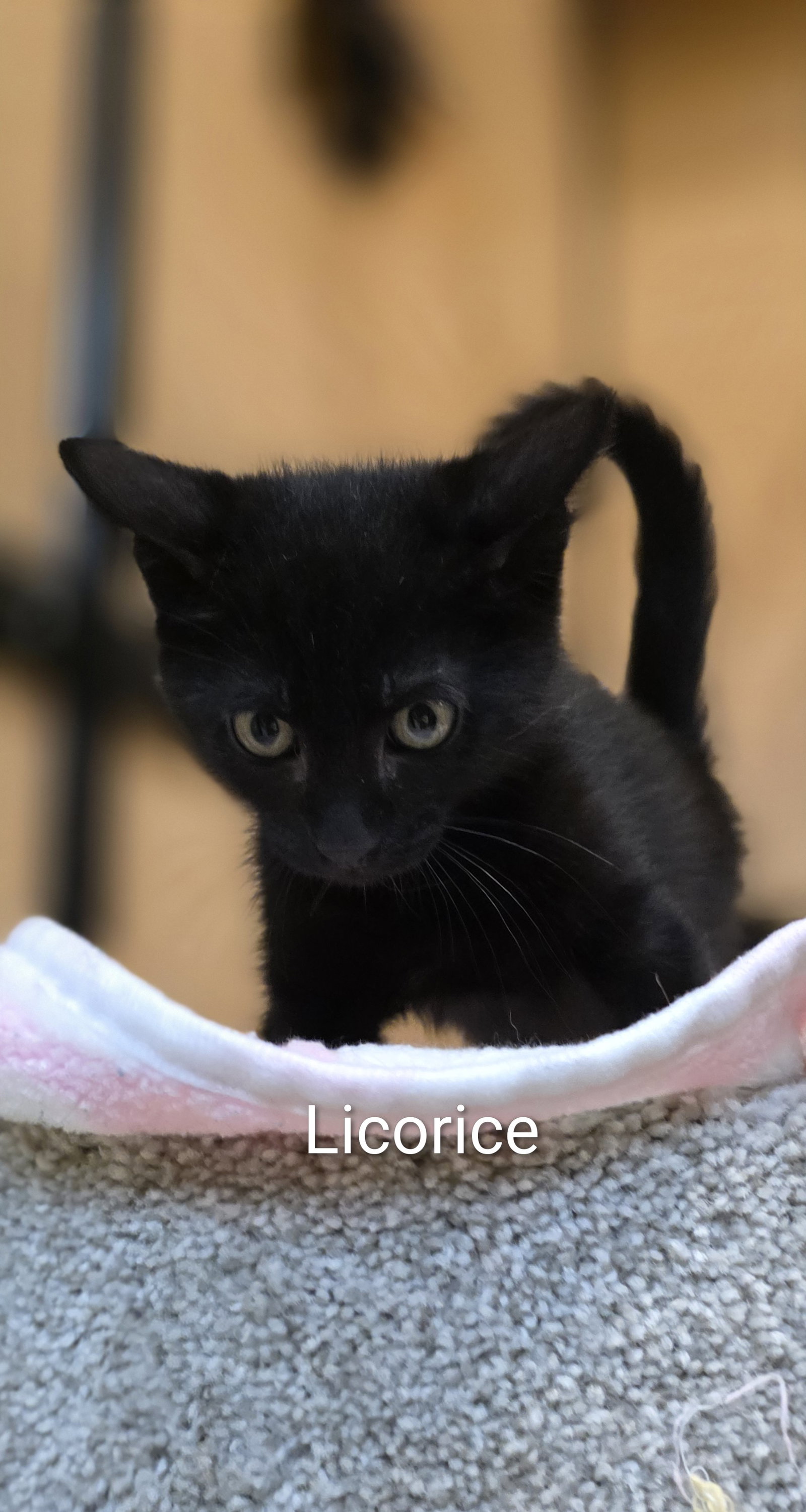 Licorice Image