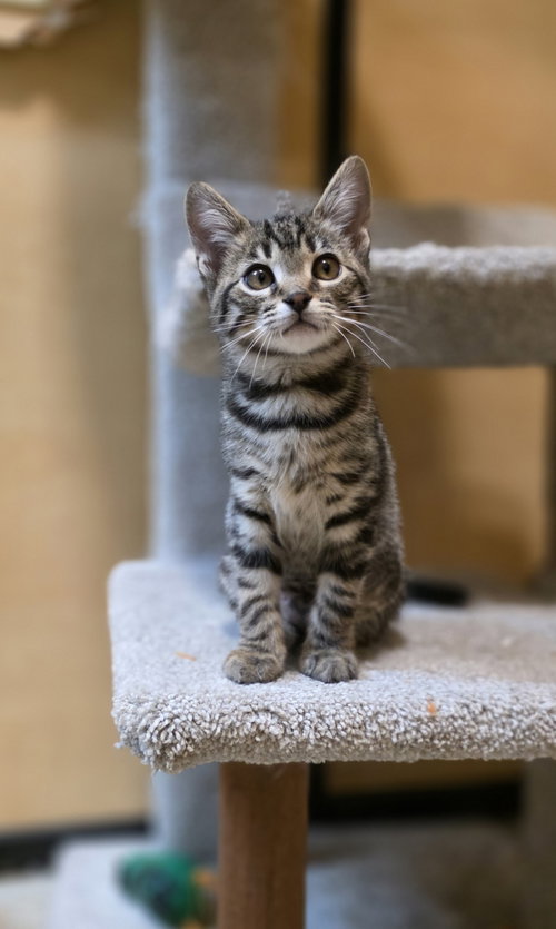REESES - Domestic Short Hair available for adoption