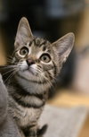 Reeses - Photo 2