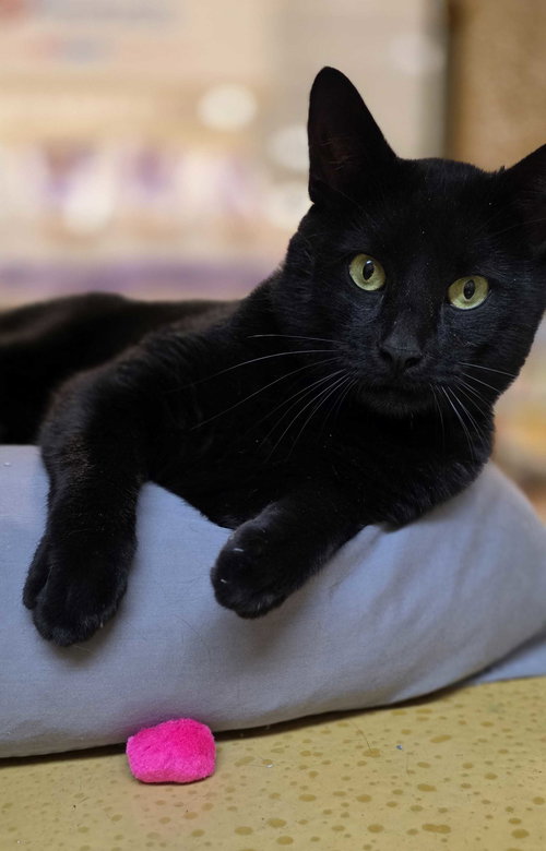 Flow, an adoptable Domestic Short Hair in Rowlett, TX