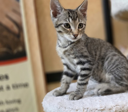 JAY - Domestic Short Hair available for adoption