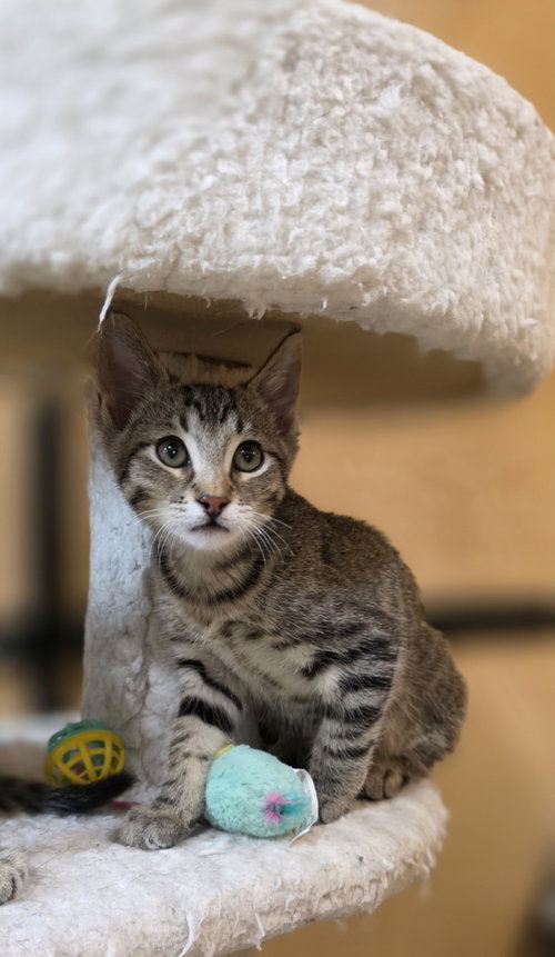 JAY - Domestic Short Hair available for adoption