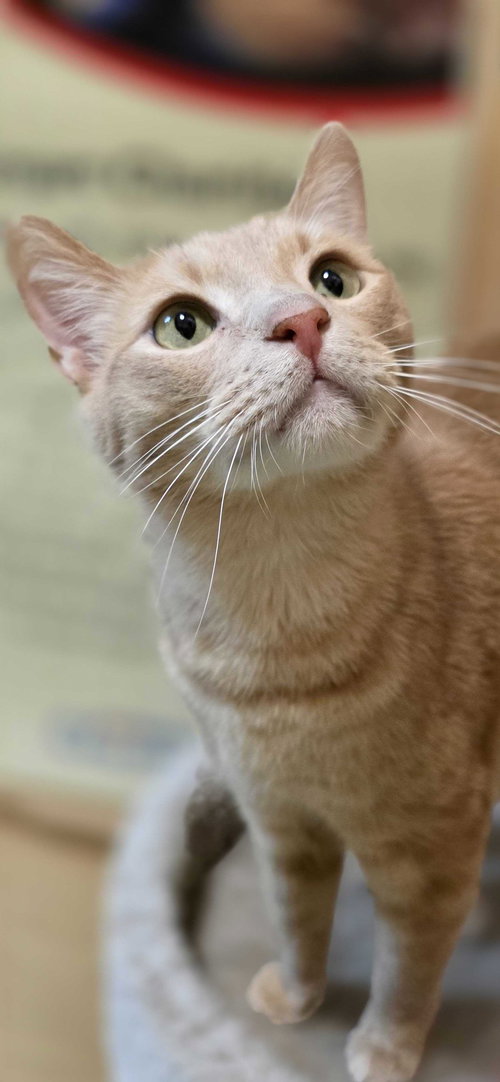 Ace, an adoptable Domestic Short Hair in Rowlett, TX