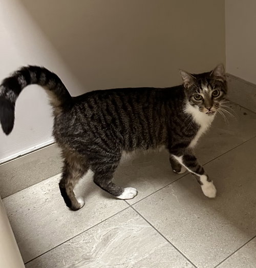 Momma Kitty, Adult Domestic Short Hair / Mixed, cat for adoption in Hurst, Texas